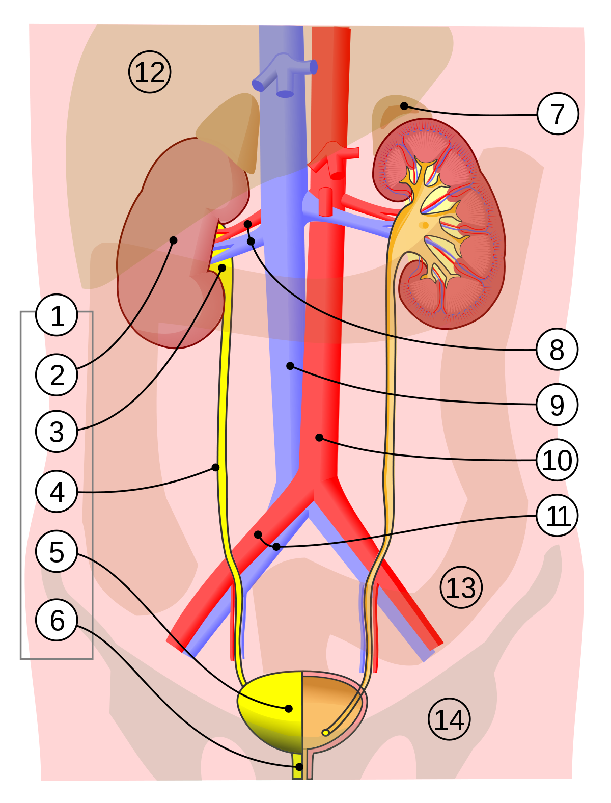 Human Urinary System